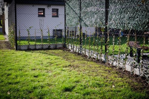 Arbo-Flora Aanplanten van klimop aan draadafsluiting