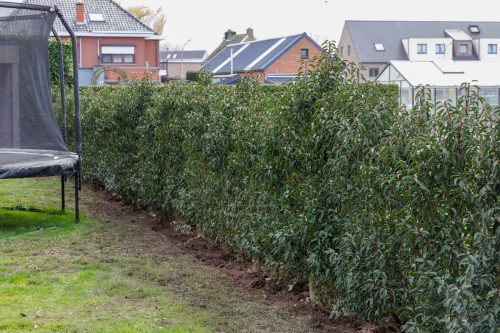Arbo-Flora Aanplanten van 48 lopende meter Portugese laurier haag